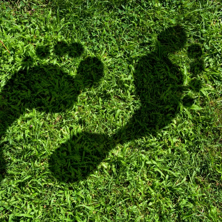 COMPENSACIÓN HUELLA CARBONO