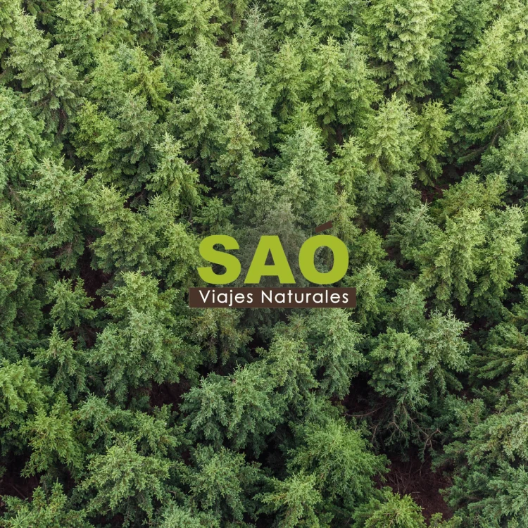 HOTELS FOR TREES: hoteles que siembran futuro. ¡Descubre esta curiosa y sostenible iniciativa!🌳