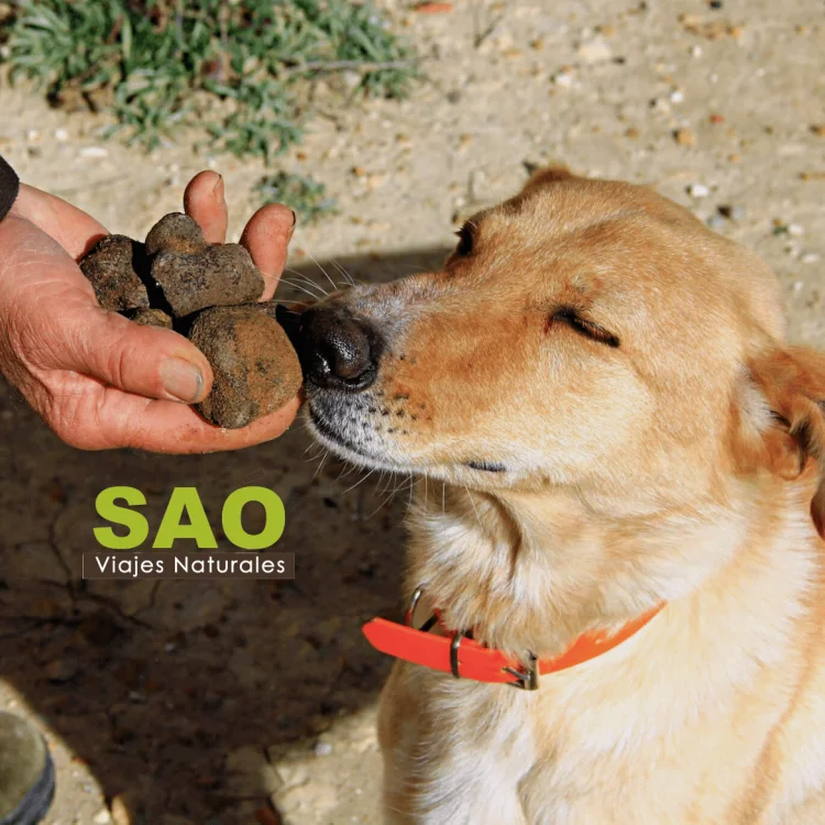 🌿¡VIVE LA TEMPORADA DE LA TRUFA!🖤