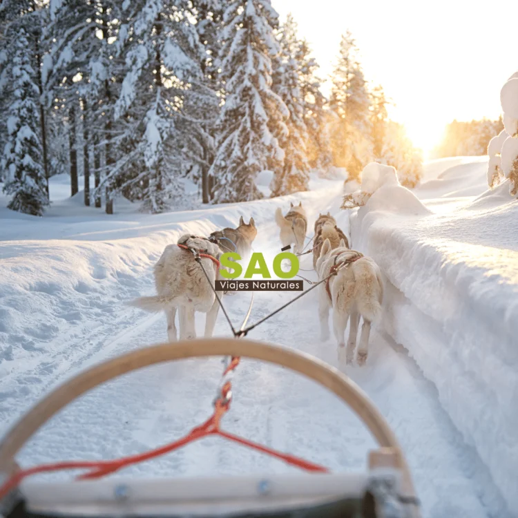 ❄️LA MAGIA DE LAPONIA Y UN SUEÑO HECHO REALIDAD🌿