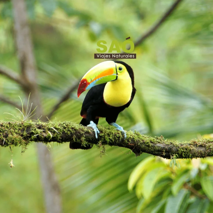 🌴DESCUBRE COSTA RICA, UN PARAISO NATURAL DE LA FORMA MÁS RESPONSABLE🌿