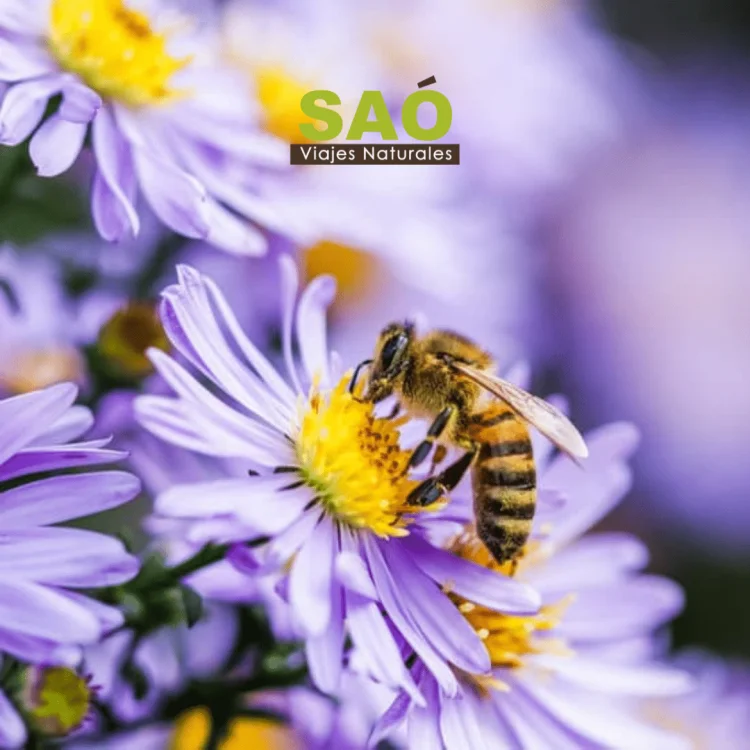 ¿CONOCES EL APITURISMO? 🐝🌿