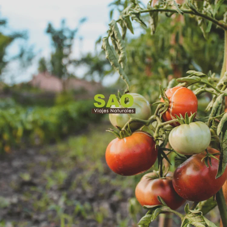 🍅🥗VIAJES SALUDABLES: COMER BIEN TAMBIÉN ESTÁ EN RUTA