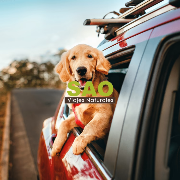 ESCAPADAS PET FRIENDLY PARA DISFRUTAR EN BUENA COMPAÑÍA🐶🐾