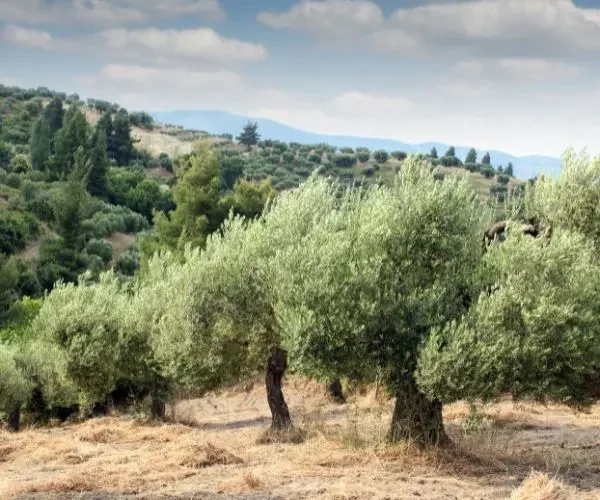 El auge del oleoturismo: una experiencia sensorial que va más allá del aceite