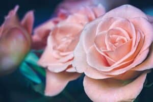 dia-de-la-madre-sao-rosas