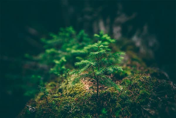 Compensa la huella de carbono | Saó Viajes Naturales