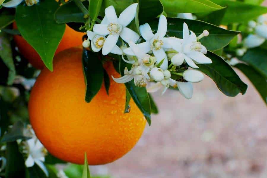 naranja-valenciana
