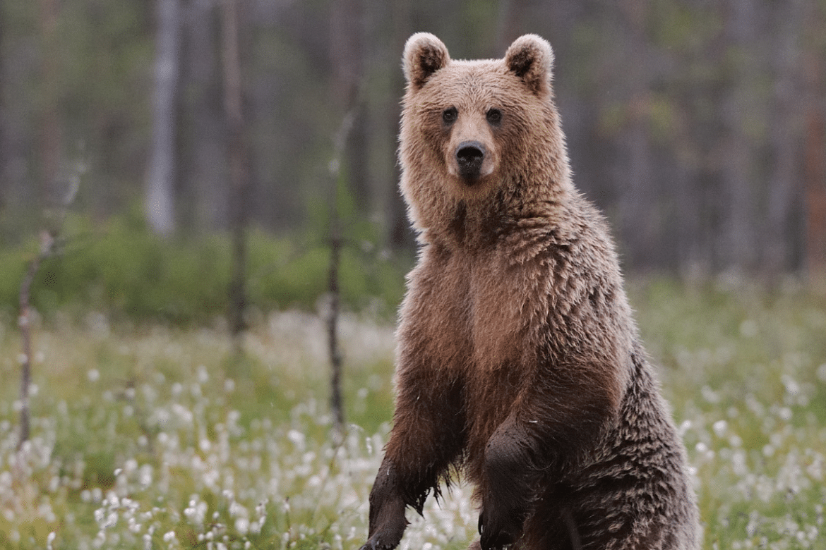 🐻💚 El Exótico Oso Pardo: ¿Estás Listo para Ser Su Mejor Amigo?