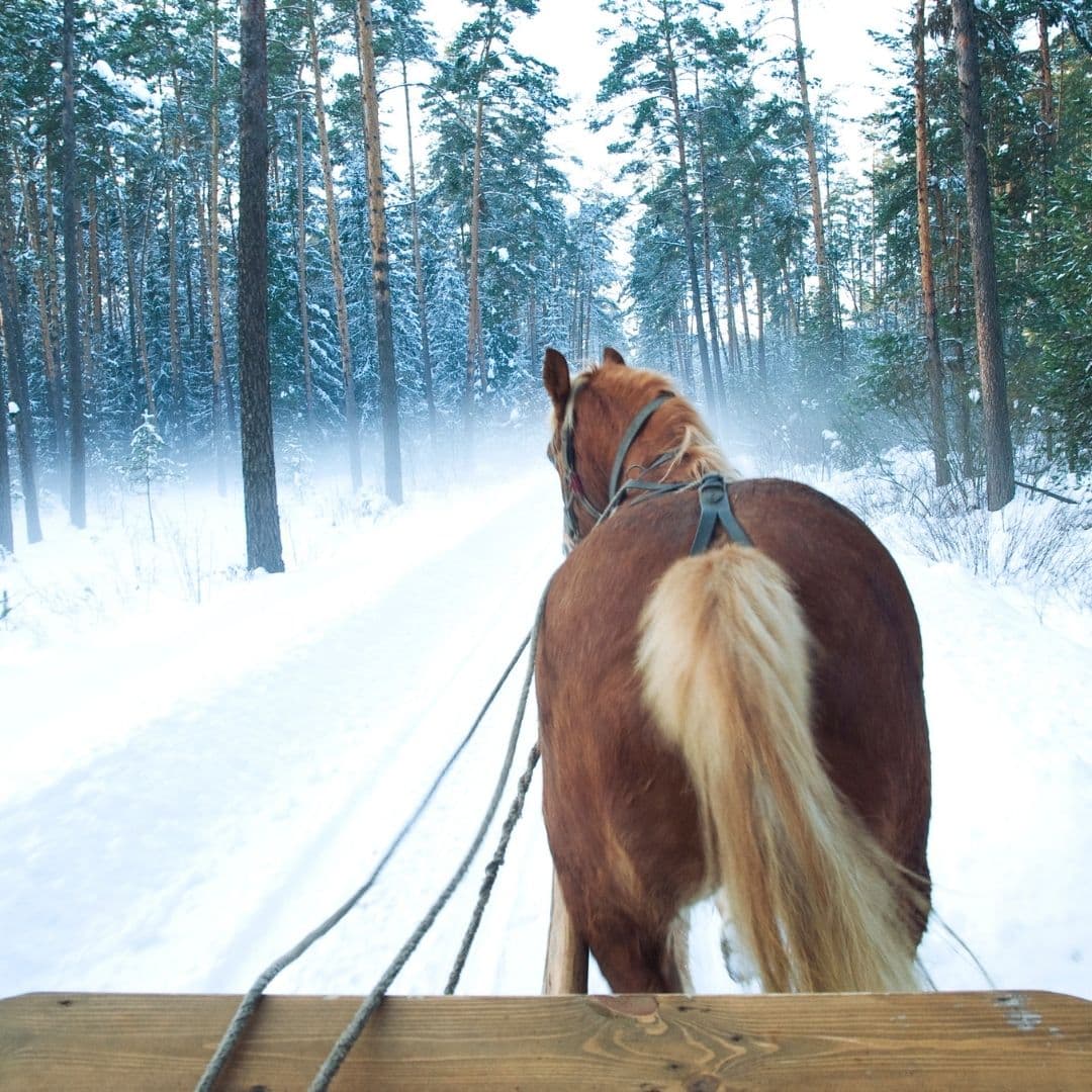 caballo-nieve