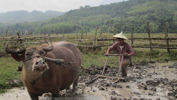 Saboreando-Tailandia-Laos-Sostenible-Living-land-bufalo