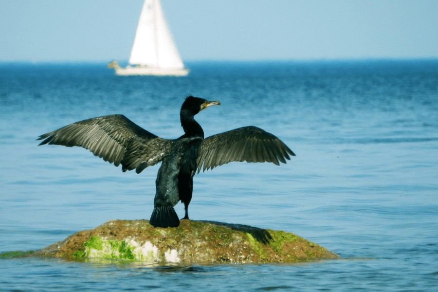 cormoran-alicante-birding