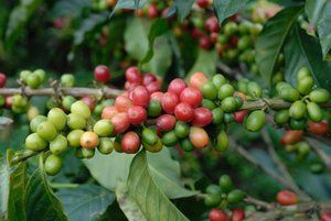 planta-cafe-sao-colombia