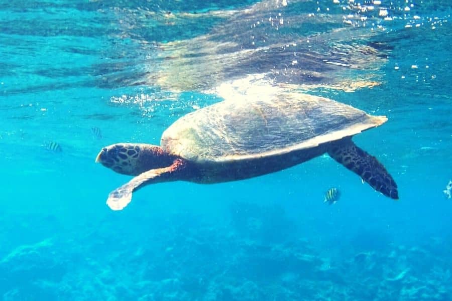 viaje-maldivas-tortuga-snorkel