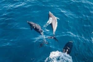 amantes-animales-azores-cetaceos