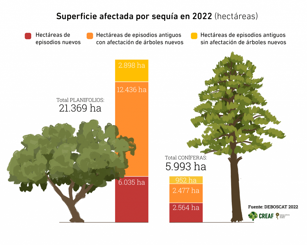 Superficie afectada por la sequía en 2022 para los planifolios y las coníferas. Gráfico: Laura Fraile. Fuente: Deboscat2022.