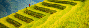 Campos de Vietnam