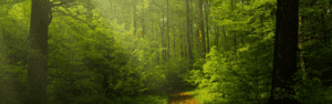 Bosque verde