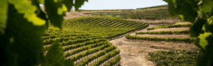 Viñedos
